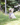 terrier i lilla sele