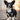Adventure Trails hundesele - Black Herringbone Tweed