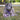 Adjustable rope cord - Lavender